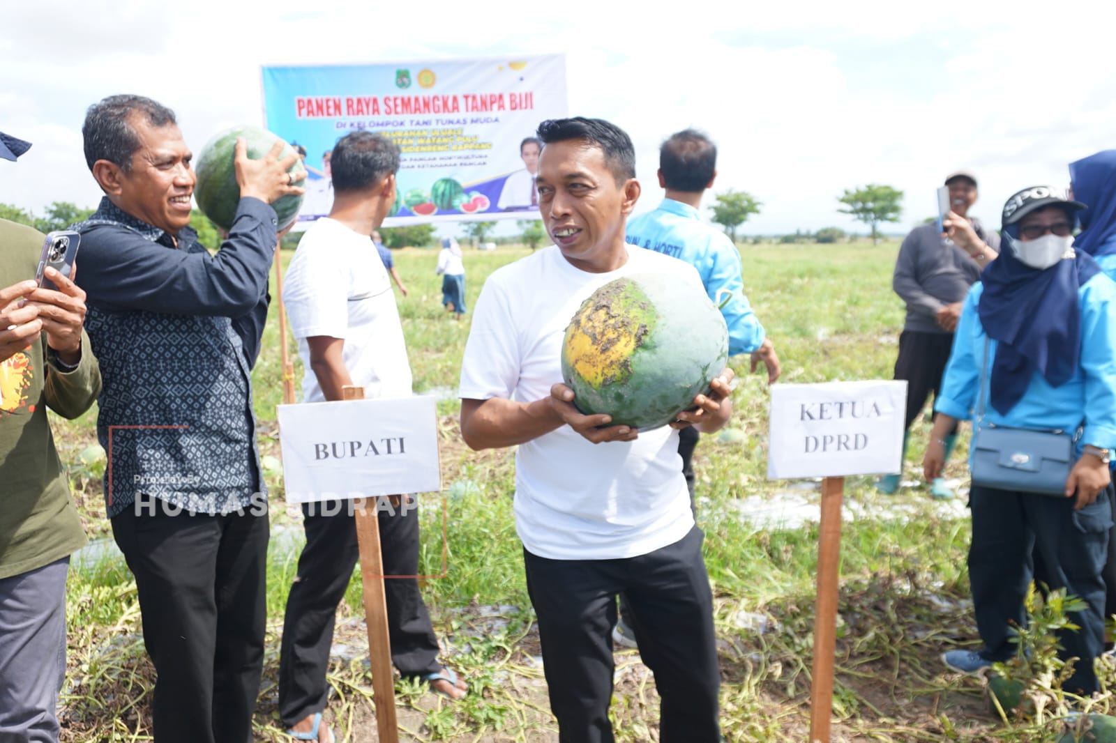 Panen Raya Semangka Tanpa Biji, Sidrap Perkuat Ketahanan Pangan dan Hortikultura Daerah