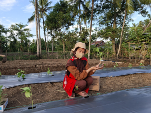  Dwigita Nanda Aulyah, Jurusan Agroteknologi mahasiswa KKN Unhas Gel.115, Kemandirian Pangan Melalui Budidaya Cabai Rawit di Desa Kalosi