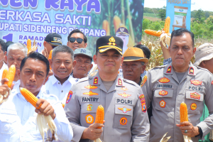 Dukung Stabilitas Pangan, Bupati dan Kapolres Sidrap Pimpin Panen dan Tanam Jagung di Mattirotasi