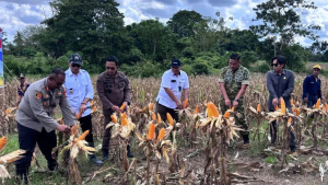 Panen Raya Jagung Kuartal II 2026, Dandim 1419/Enrekang Dorong Peningkatan Produksi Pertanian