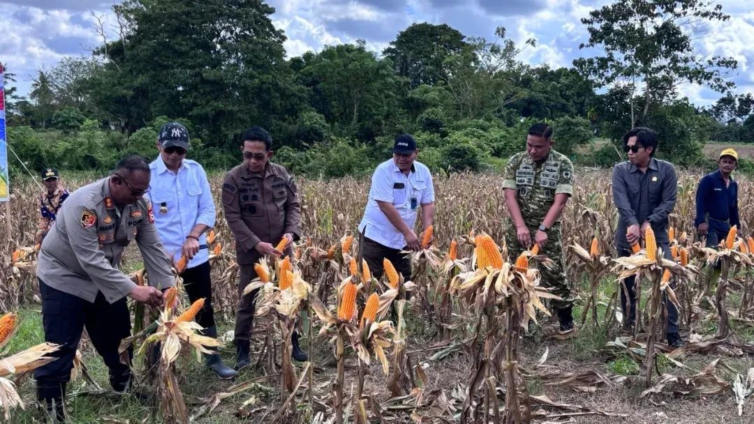 Panen Raya Jagung Kuartal II 2026, Dandim 1419/Enrekang Dorong Peningkatan Produksi Pertanian