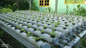 Lahan Belakang Kelas Disulap Jadi Kebun Edukatif, Siswa SMA Negeri 2 Enrekang Panen Sayuran