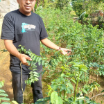 Warga Leppangeng Manfaatkan Pekarangan Rumah untuk Menanam Sayuran Bergizi Tinggi