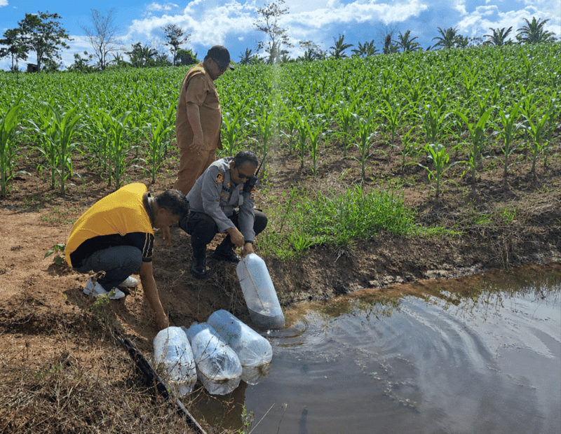 Optimalisasi Ketahanan Pangan, Kapolres AKBP Hari Budiyanto Tebar 1.000 Bibit Ikan di Kolam Lahan Gugus Tugas Polres Enrekang
