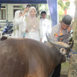 Kapolres Enrekang Berkurban Seekor Sapi, Tebar Keikhlasan dan Keteladanan Nabi Ibrahim di Hari Raya Idul Adha