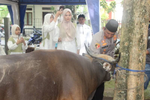 Kapolres Enrekang Berkurban Seekor Sapi, Tebar Keikhlasan dan Keteladanan Nabi Ibrahim di Hari Raya Idul Adha