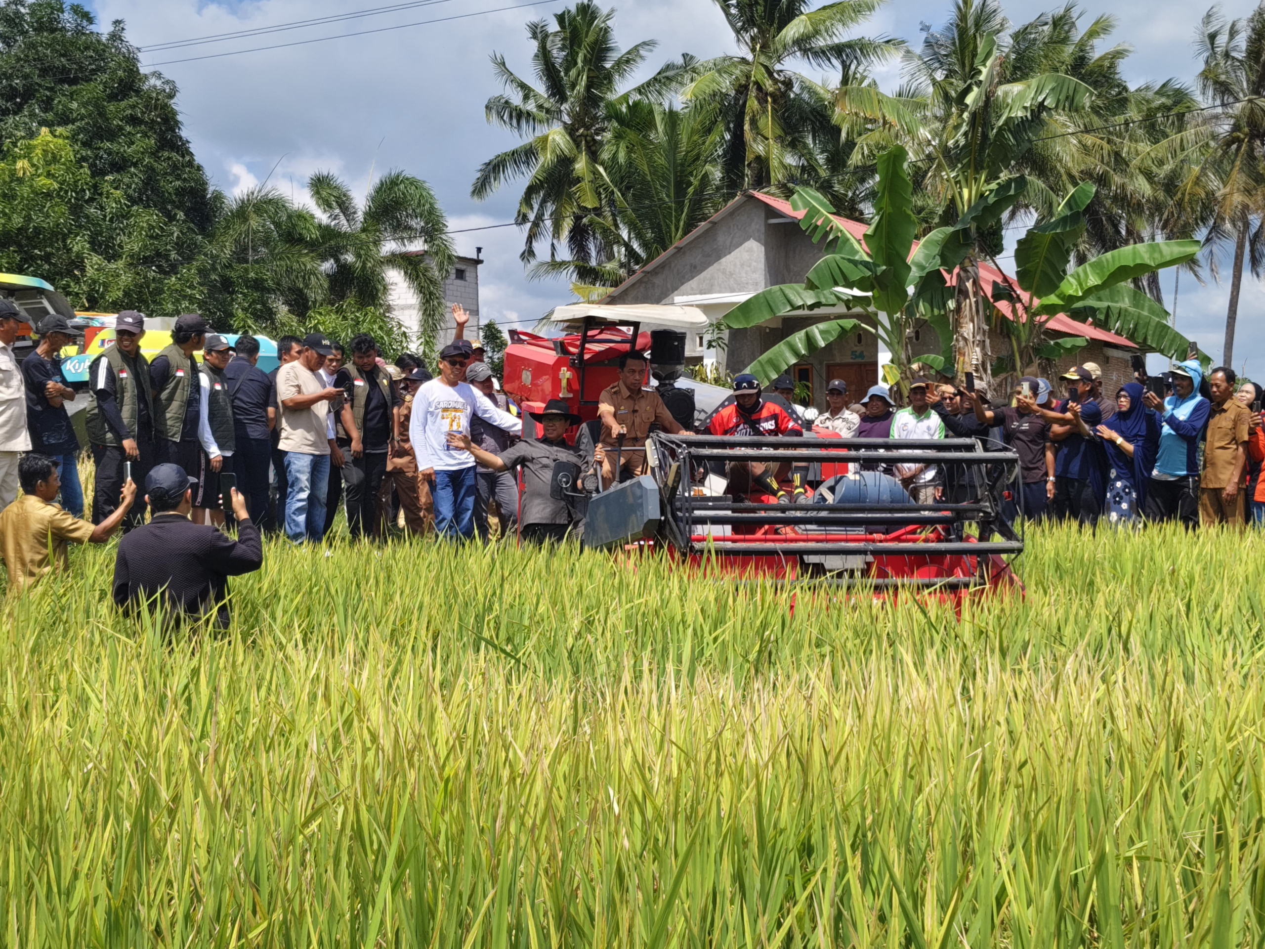 IP300 Dimulai di Bila Riase! Bupati Sidrap Yakin Pendapatan Petani Melonjak Hingga Rp80 Miliar