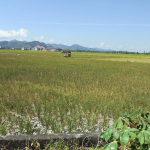 KNPI Pinrang Nilai Mitigasi El Nino Pemkab Terlambat, Ribuan Hektare Sawah Terancam Gagal Panen