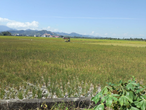 KNPI Pinrang Nilai Mitigasi El Nino Pemkab Terlambat, Ribuan Hektare Sawah Terancam Gagal Panen