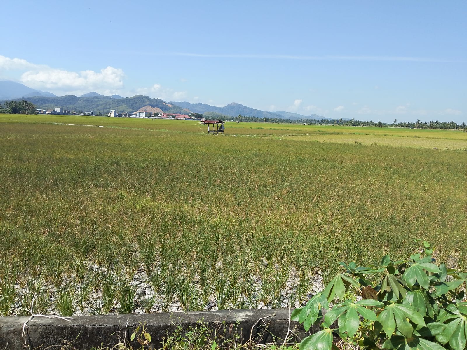 KNPI Pinrang Nilai Mitigasi El Nino Pemkab Terlambat, Ribuan Hektare Sawah Terancam Gagal Panen