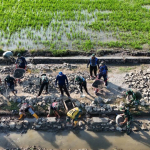 Pekerjaan Pembangunan Jalan Tani TMMD Ke-129 Kodim 1404/Pinrang,Terus Optimalkan berbagai alat Berat Dan Kendaraan Material Di Kerahkan.