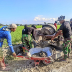 TMMD Ke-129, Satgas Kodim 1404/Pinrang tetap semangat  Penyelesaian Target Program Sasaran Fisik