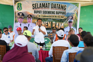 Bupati Syaharuddin Panen Raya di Sumpang Mango, Produktivitas Capai 10,7 Ton per Hektare