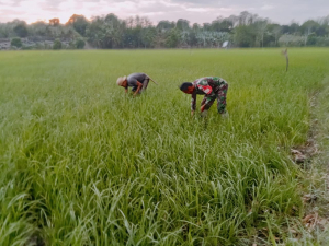 Dukung Ketahanan Pangan, Babinsa Koramil 1404-03/Mattiro Bulu Serda Akbar Intensif Dampingi Petani Padi