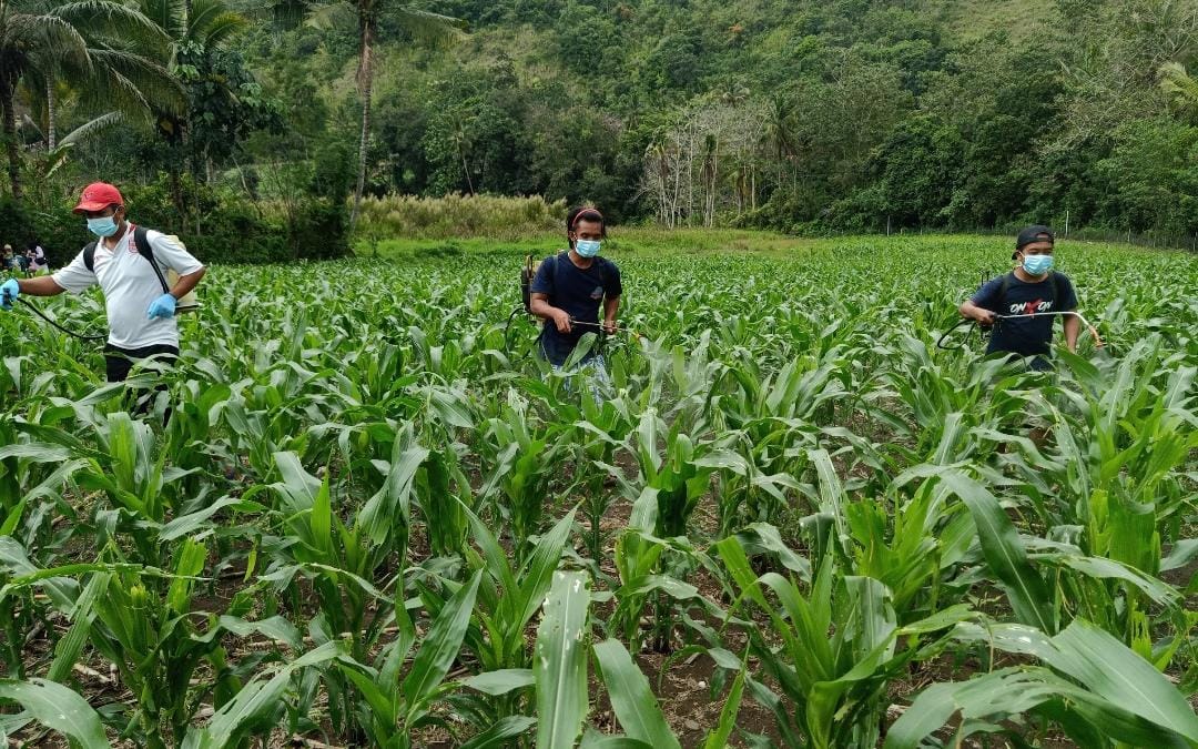 Enrekang Lindungi Petani Lewat Jaminan Gagal Panen.