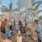 Gerak Cepat TNI-Polri, Damkar dan Warga Padamkan Kebakaran Kebun Pisang Seluas 1 Hektare di Makkawaru