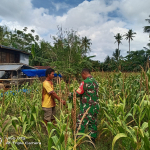 Komsos Bersama Petani Jagung, Babinsa Lanrisang Dorong Produktivitas Pertanian