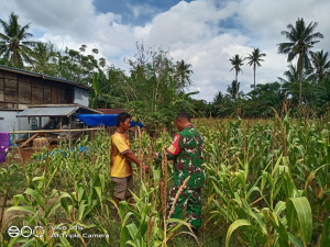 Komsos Bersama Petani Jagung, Babinsa Lanrisang Dorong Produktivitas Pertanian