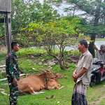 Cegah PMK, Babinsa Koramil 1404-02/Mattiro Sompe Aktif Komsos Bersama Peternak Sapi