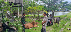 Cegah PMK, Babinsa Koramil 1404-02/Mattiro Sompe Aktif Komsos Bersama Peternak Sapi