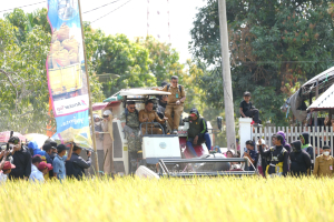 Sidrap Jaga Ketahanan Pangan, Panen Padaloang Alau Tembus 11,6 Ton Gabah per Hektare