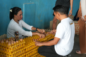 Bupati Sidrap Tinjau Peternakan 200 Ribu Ayam di Kulo, Telur Dipasok hingga Kalimantan