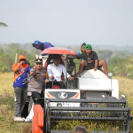 Panen di Sawah Tadah Hujan Bulo Wattang, Bupati Syaharuddin: Ada Sumur Bor, Petani Tetap Produktif