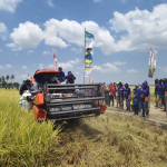 Sekali Panen Rp50 Miliar, Abbokongang Buktikan Pertanian Sidrap Tetap Produktif di Tengah Kemarau