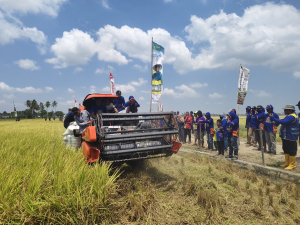 Sekali Panen Rp50 Miliar, Abbokongang Buktikan Pertanian Sidrap Tetap Produktif di Tengah Kemarau