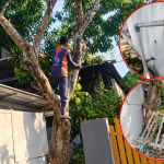 Pohon Mangga Dipangkas, Gardu, Pagar dan Pipa Air Ikut Rusak, Warga Sidrap Lapor Polisi