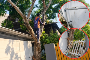 Pohon Mangga Dipangkas, Gardu, Pagar dan Pipa Air Ikut Rusak, Warga Sidrap Lapor Polisi