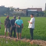 Kadis Pertanian dan Camat Maritengngae Pantau Perkembangan IP300 Varietas Cakra Buana di Lautang Benteng