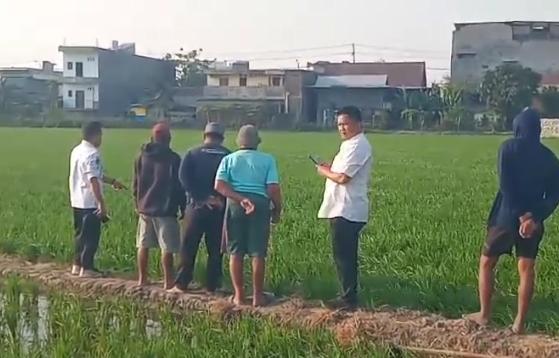Kadis Pertanian dan Camat Maritengngae Pantau Perkembangan IP300 Varietas Cakra Buana di Lautang Benteng