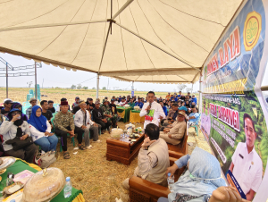 Listrik Masuk Sawah Selamatkan Sawah Tadah Hujan di Panca Lautang, Panen Capai 6,4 Ton per Hektare